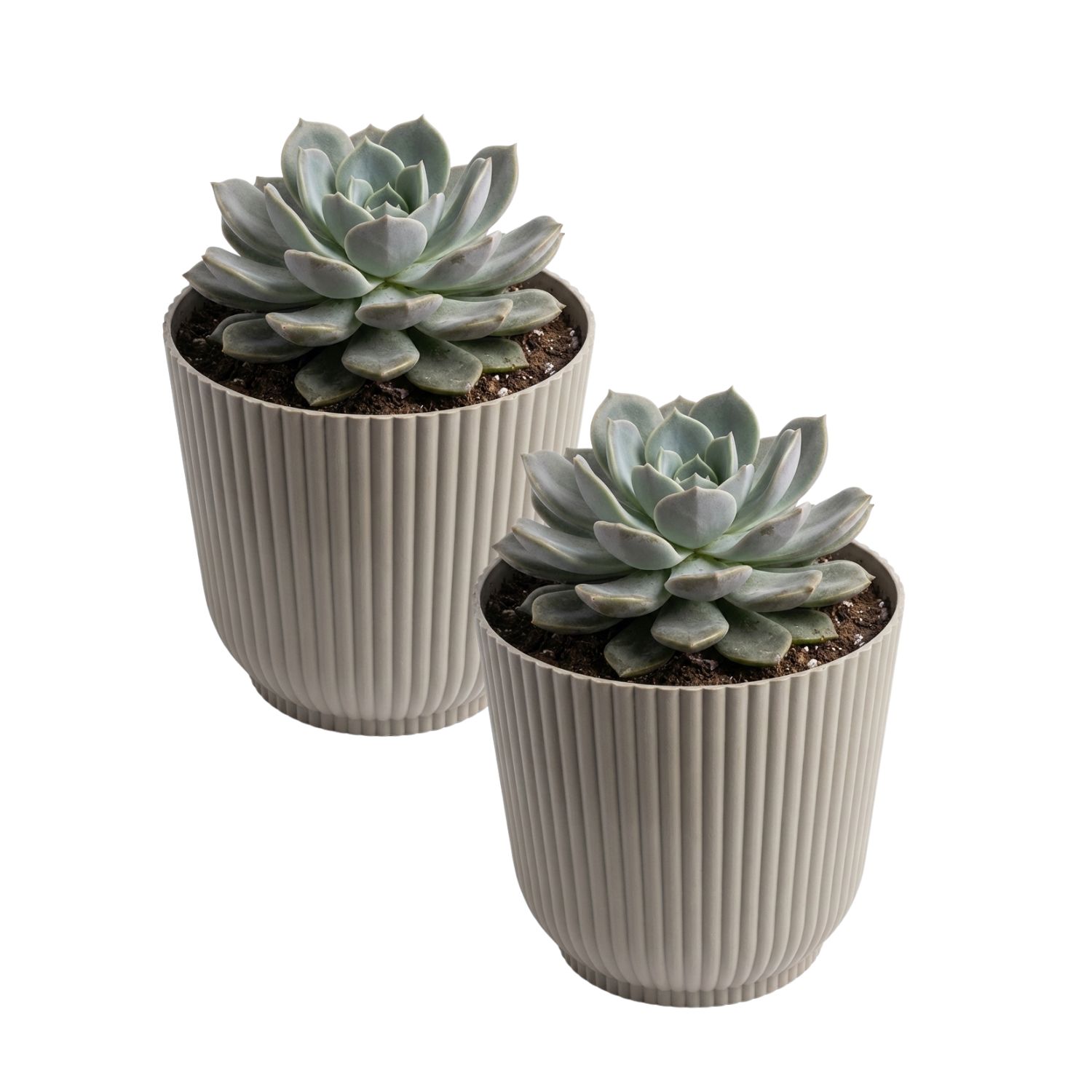 Kit 2 Cachepot Talin 14cm PP Pote 14 Sucu...