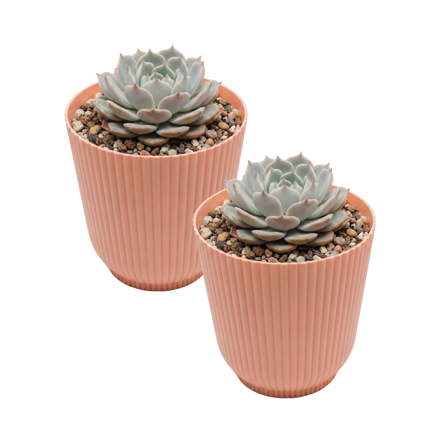 Kit 2 Cachepot Talin 14cm PP Pote 14 Sucu...
